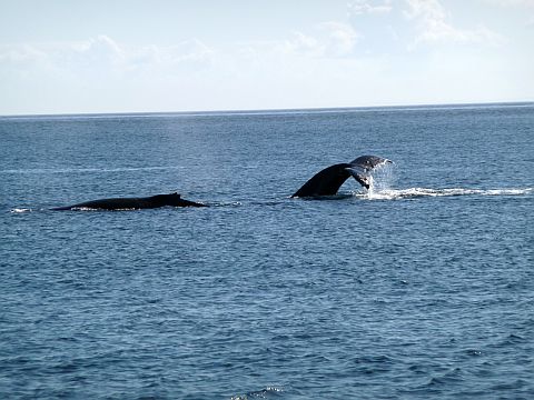 Whale Watching