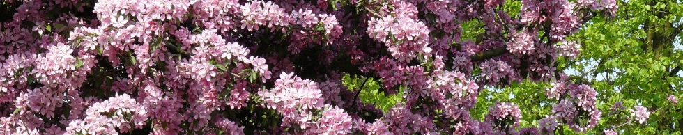 Kirschbl&uuml;te