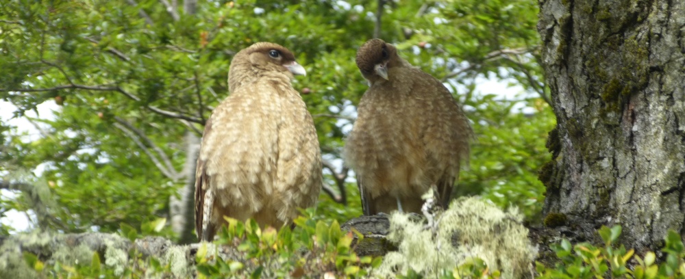 Immer wieder Wildlife