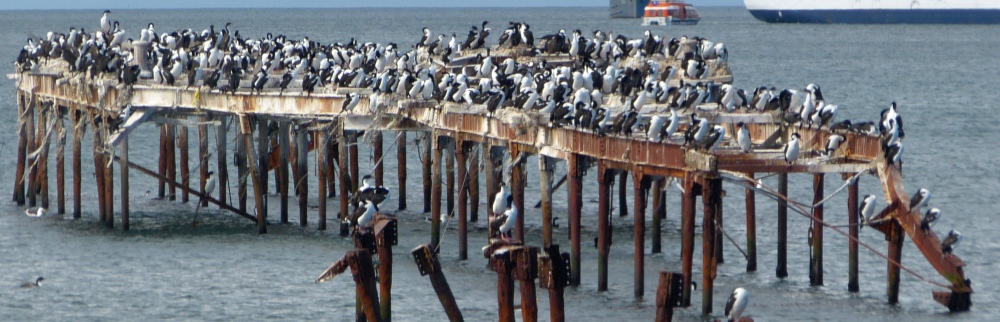 Kormorane auf Steg in Punta Arenas