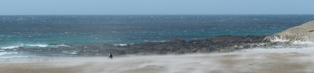 Einsamer Pinguin am Strand