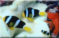 clownfische