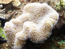 lederkor