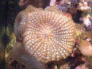 scheibenane1